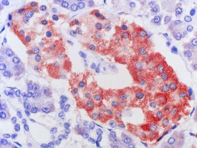 MRGPRX2 / MRGX2 Antibody (clone 1D3)