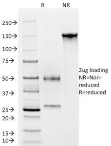 CD4 Antibody (clone C4/206, Azide-free, BSA-free)