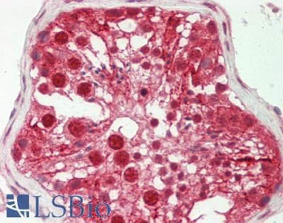 SPIN / SPIN1 Antibody (aa179-228)