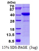 Human ASNA1 Protein (Recombinant His)