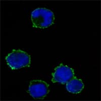 IHC-plus™ Monoclonal Mouse anti-Human CD247 / CD3 Zeta Antibody (clone 4B10, aa52-164, IHC, IF, WB)