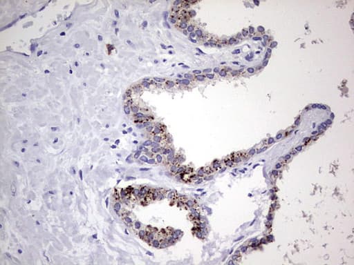 Nor-1 / NR4A3 Antibody (aa332-626, clone OTI2B11)