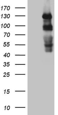 PLK4 / SAK Antibody (aa307-612, clone OTI2H5, Carrier-free)