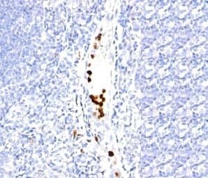 Granulocyte Antibody (clone SPM250)
