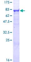 Human NCLN Protein (Recombinant GST)