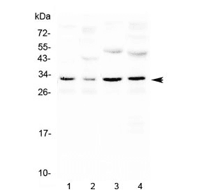 Polyclonal Rabbit anti-Mouse AQP3 / Aquaporin 3 Antibody (WB)