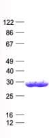 Human MGMT Protein (Recombinant His, N-Terminal)