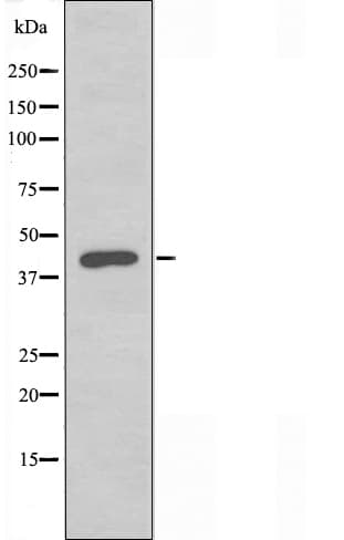 TCF7 Antibody