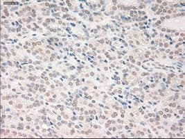 VEGFA / VEGF Antibody (clone OTI2F7)