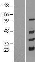 TRIM10 Protein (Over-Expression Lysate Myc-DDK (Flag))
