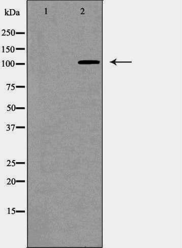ANPEP / CD13 Antibody