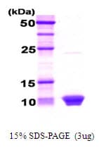 Human HSBP1 Protein (Recombinant)