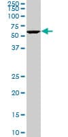USP14 Antibody (clone 1F8)