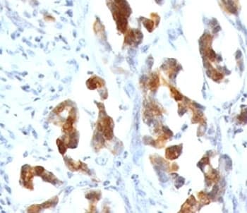 MUC5AC Antibody (clone CLH2)
