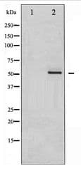 MEF2A / MEF2 Antibody
