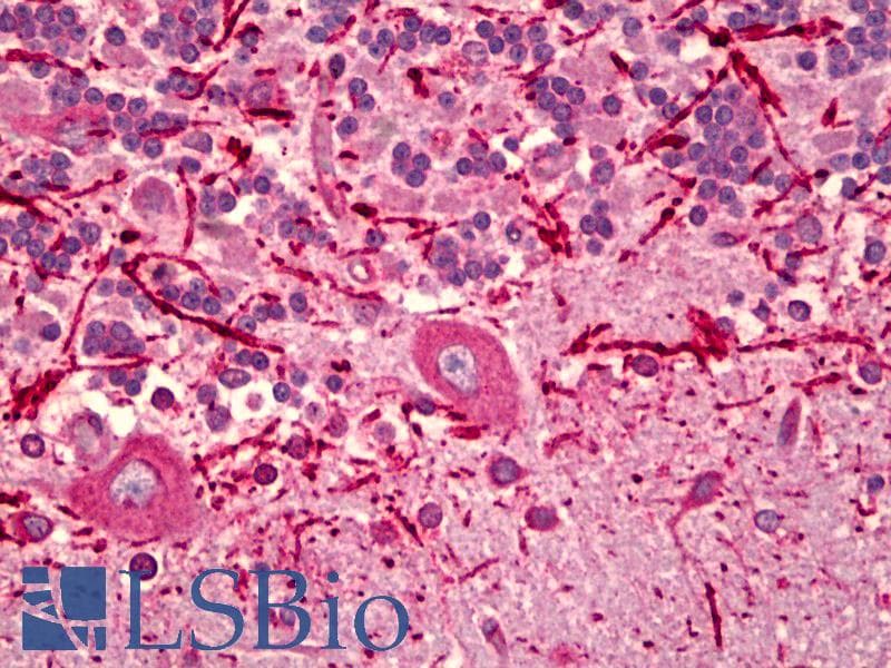 IHC-plus™ Monoclonal Mouse anti-Bovine KDELR / KDEL Receptor Antibody (IHC, WB)