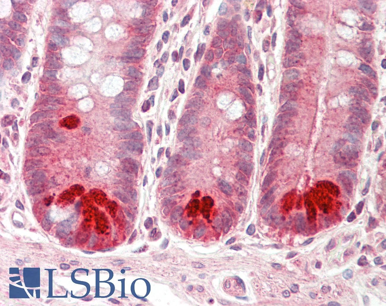 DPY19L1 Antibody (aa633-682)