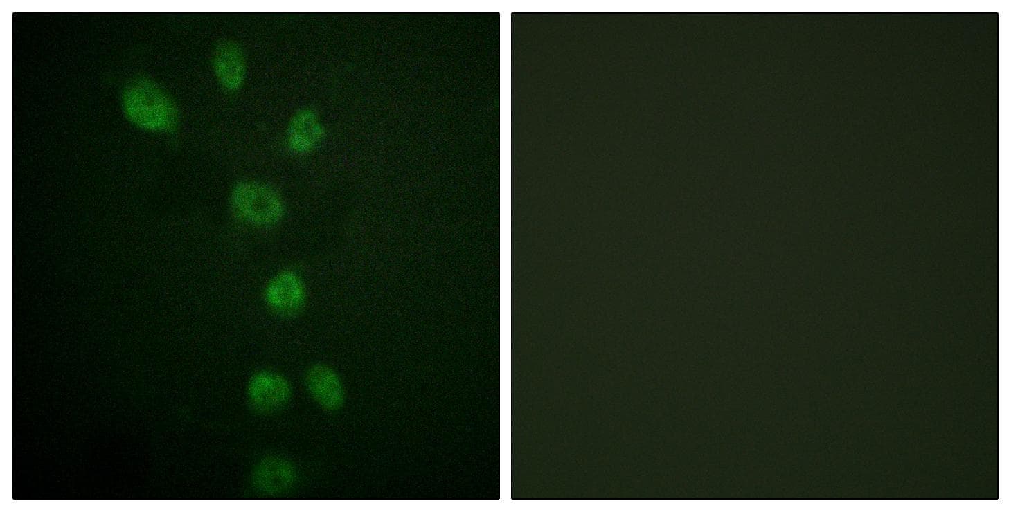 GATA4 Antibody (phospho-Ser105)
