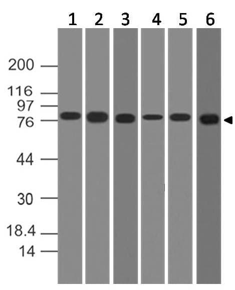 CHUK / IKKA / IKK Alpha Antibody