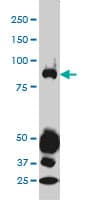 IHC-plus™ Monoclonal Mouse anti-Human STAT4 Antibody (clone 1C2-1C12, IHC, IF, WB)
