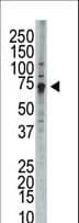 WEE1 Antibody (aa604-634)