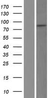 Human TLE3 Protein (Over-Expression Lysate Myc-DDK (Flag))
