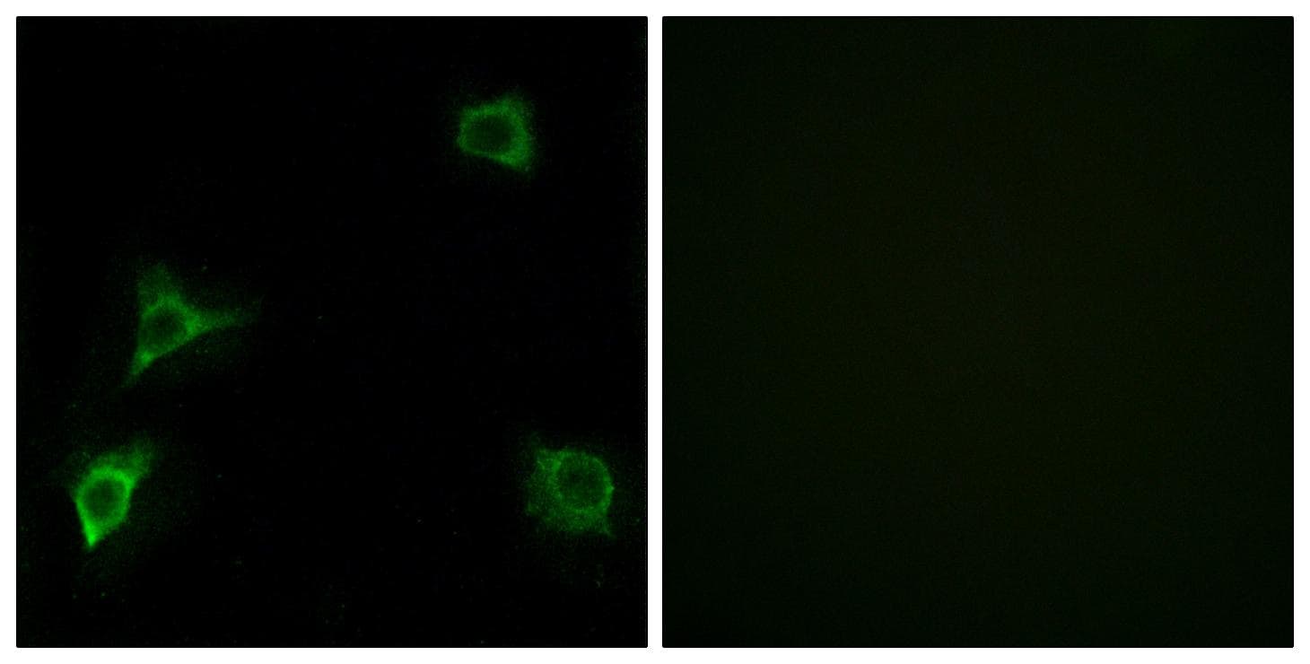 GRID2 Antibody