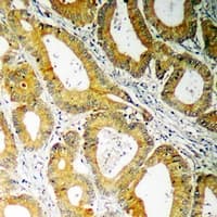 SLC32A1 / VGAT Antibody