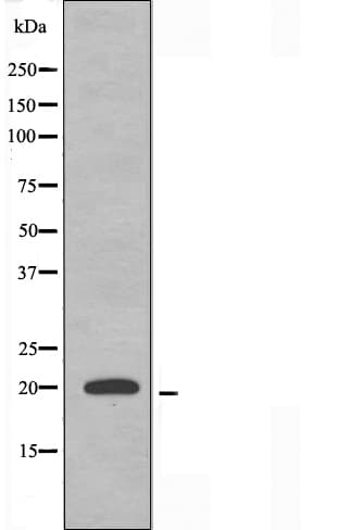Polyclonal Rabbit anti-Human MRPL54 Antibody (IHC, IF, WB)