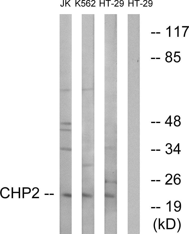 CHP2 Antibody