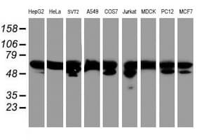 IHC-plus™ NONO / P54NRB Antibody (clone 4D9)