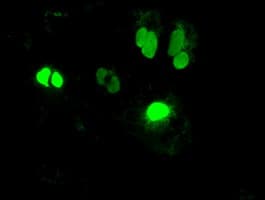 Monoclonal Mouse anti-Human NEUROG1 / NGN1 / Neurogenin 1 Antibody (clone OTI6C9, IF, WB)