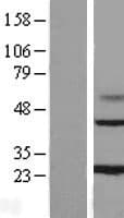 MAGP / MFAP2 Protein (Over-Expression Lysate Myc-DDK (Flag))