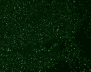 Nucleolar Antigen Antibody (clone NCM102-1, Azide-free, BSA-free)