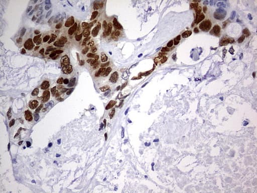 SOX9 Antibody (aa1-205, clone OTI2H10)