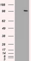 USP13 Antibody (clone OTI4G11)