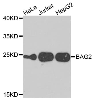 IHC-plus™ BAG2 Antibody