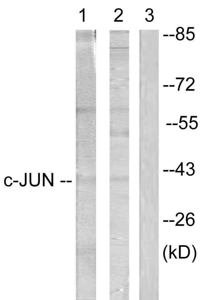 Polyclonal Rabbit anti-Human JUN / c-Jun Antibody (p231, IHC, IF, WB)