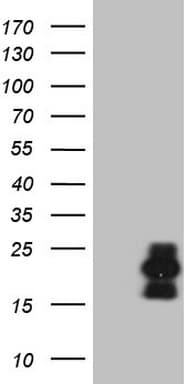 C3orf36 Antibody (clone OTI8G4)