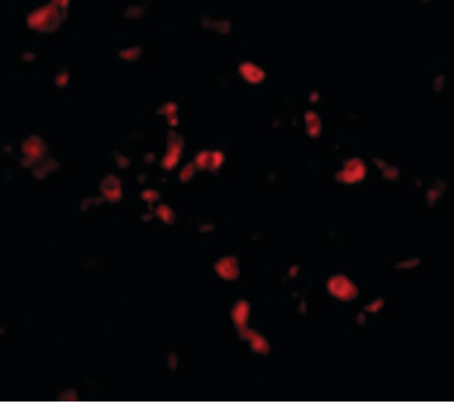 TRAF3IP2 / ACT1 Antibody