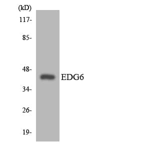 S1PR4 / SIP4 / EDG6 Antibody (aa319-368)
