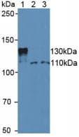 SIRT1 / Sirtuin 1 Antibody (aa236-490, PE)