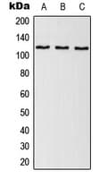 EFTUD2 Antibody (Internal)