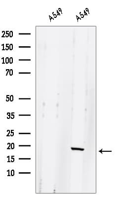 GLRX2 / Glutaredoxin 2 Antibody