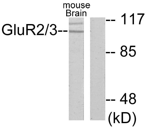 Polyclonal Rabbit anti-Human GLUR2 + GLUR3 Antibody (aa823-872, IHC, WB)