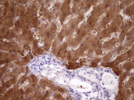 PIN4 Antibody (clone OTI7H2)