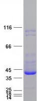 Human UCHL5 / UCH37 Protein (Recombinant Myc-DDK (Flag))
