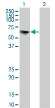 TOE1 Antibody (clone 1C12)