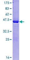 Human GAGEC1 / JM27 Protein (Recombinant GST)