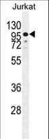 ZNF841 Antibody (aa34-63)